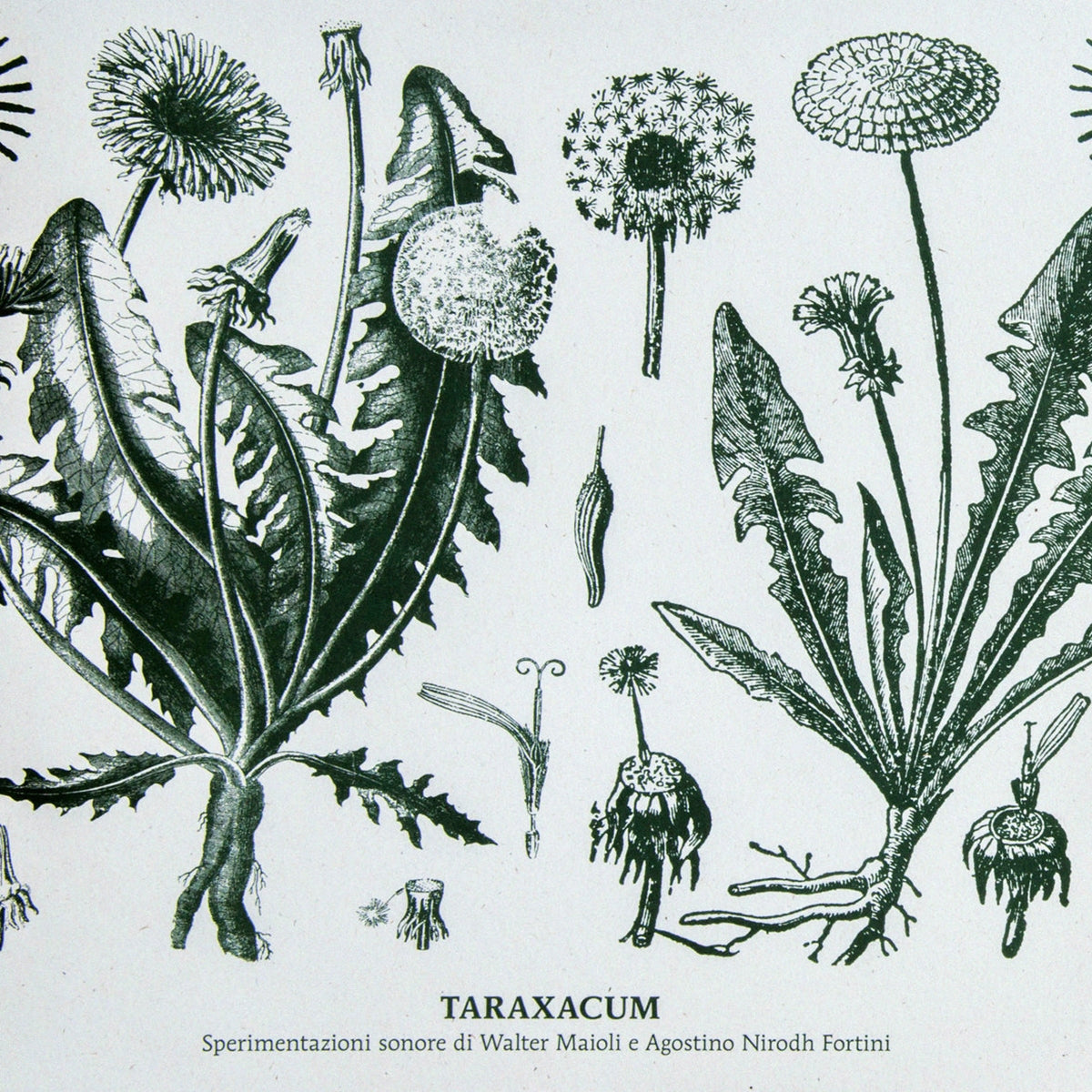 WALTER MAIOLI & NIRODH FORTINI / TARAXACUM