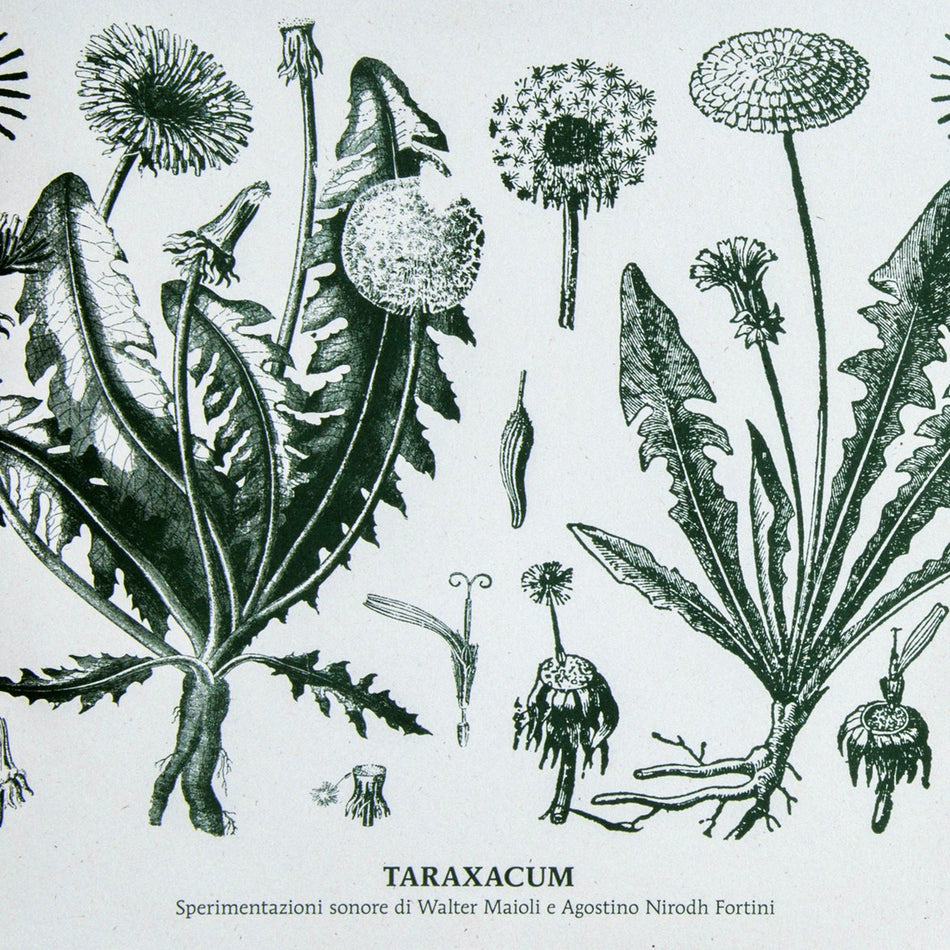 WALTER MAIOLI & NIRODH FORTINI / TARAXACUM