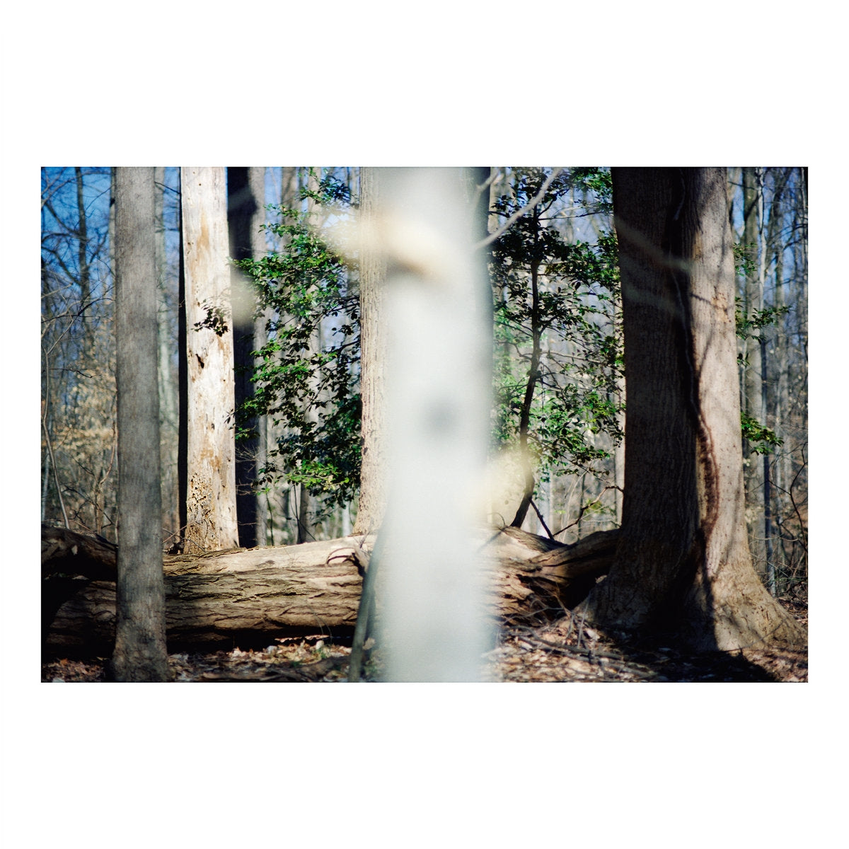 BEATRICE DILLON / SEVEN REORGANISATIONS